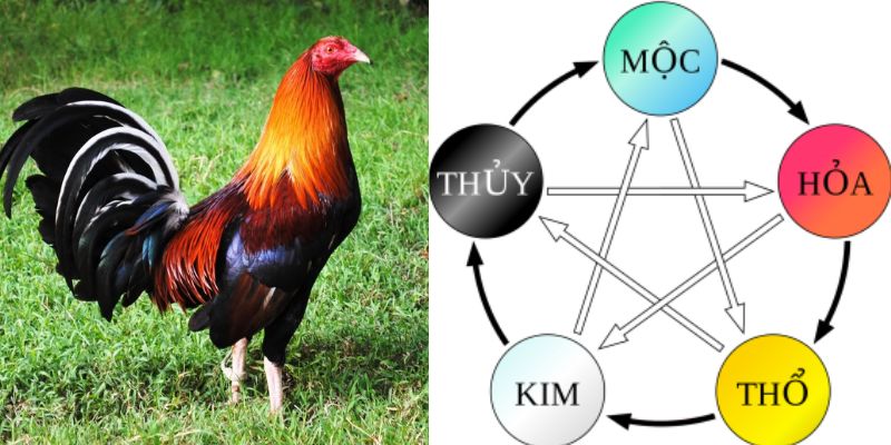 Lựa chọn 80 màu mạng gà đá theo ngũ hành