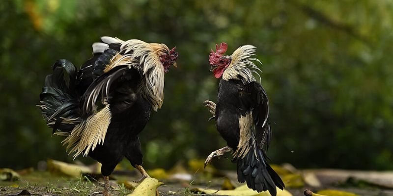 Phương pháp dựa vào ngày âm